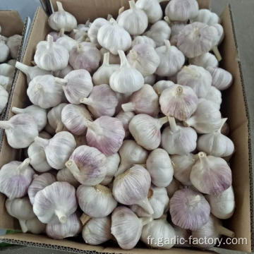 AIL EN GROS DE QUALITÉ SUPÉRIEURE GARLIC